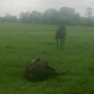 Meet your Posher, Chase